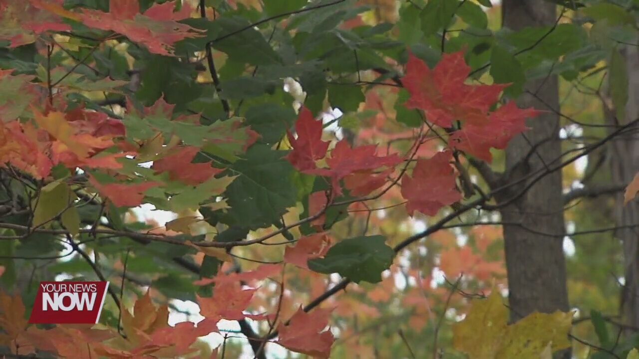 Weather plays a role in colorful leaves in the fall
